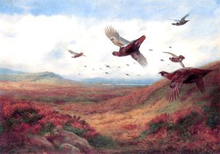 Grouse in Flight