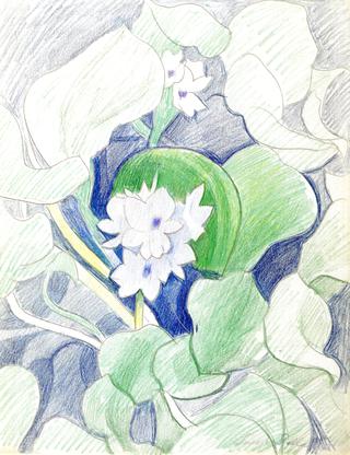 White Flowers