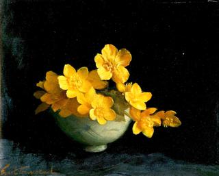 Marsh Marigolds