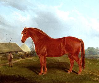 Unnamed Horse