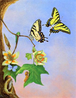 Butterflies