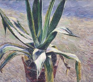 Agave