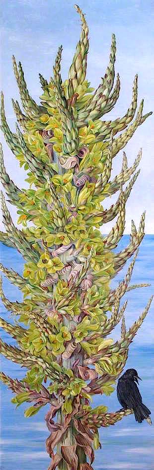 Puya chilensis (Chilli)
