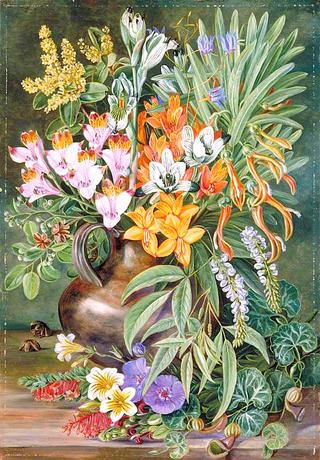 Some Wild Flowers of Quilpué, Chili
