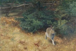 Summer Hare