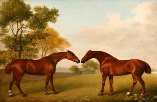 Two Horses in a Paddock