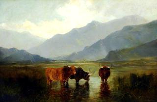 牛的风景
