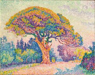 Pine at Saint-Tropez