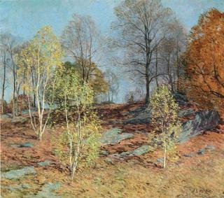 Young Birches in October