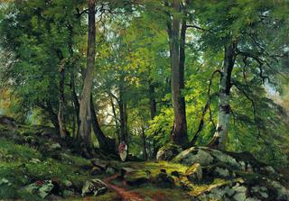 Beech forest in Switzerland