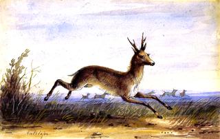 Antelope