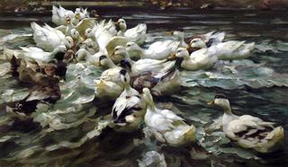 Ducks in a Pond