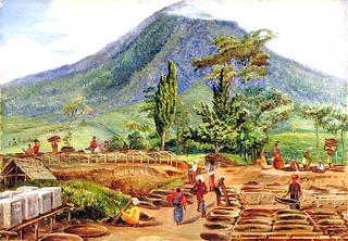 Tea-Drying in Mr Hölle's Establishment, Java