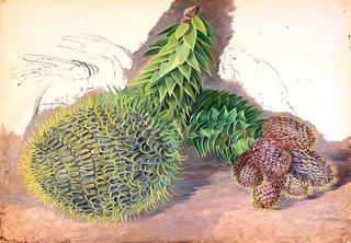 Male Cones of Araucaria araucana