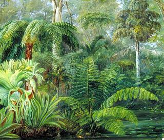 Palms and Ferns, a Scene in the Botanic Garden, Queensland