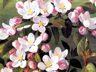 Apple Blossoms