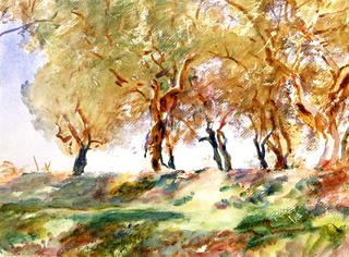 Olive Grove