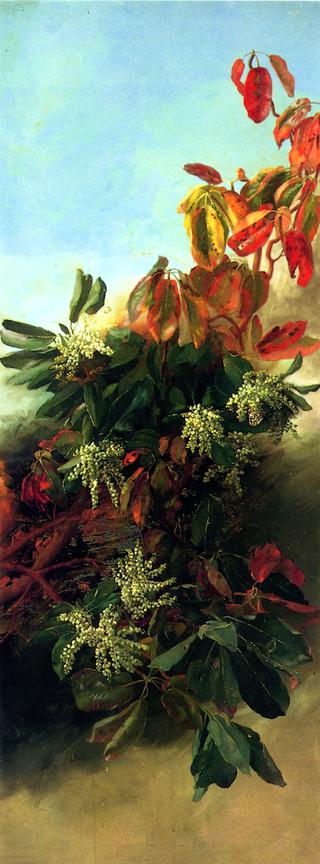 Madrone, Dogwood and Elderberry (I)