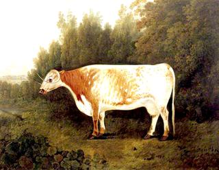 'Spotted Nancy': A Cow