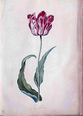 Tulip Book