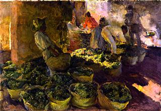 Elaboración de la pasa (Jávea)