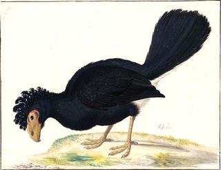 A Black Curassow