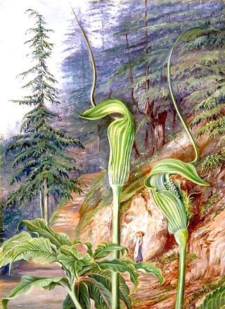The Cobra Plant under Deodars, at Simla, India