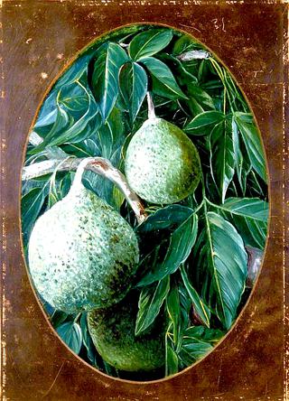 The Avocado or Alligator Pear