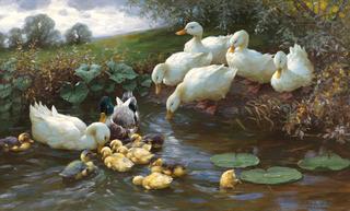 Family of ducks at the water