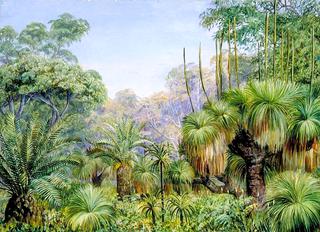 Forest Scene in West Australia