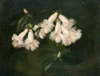 Orchids