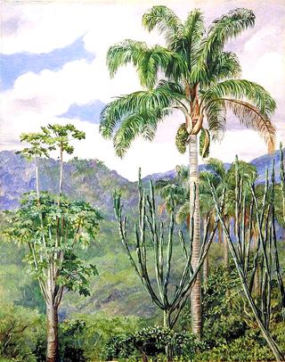 View in Brazil near Ouro Preto, with Oil Palms