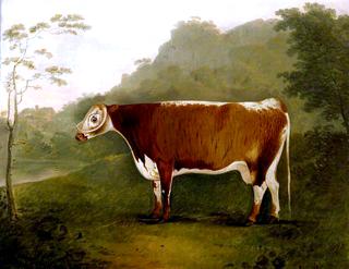 'Brindled Beauty': A Cow