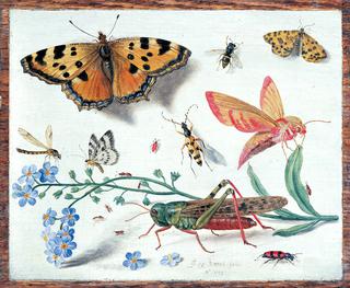 Insects