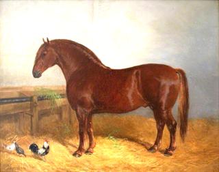 Suffolk Punch