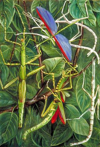 Leaf-Insects and Stick-Insects