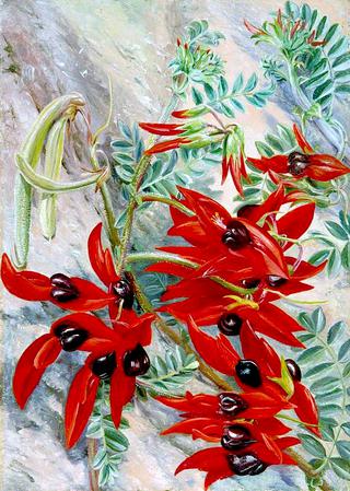 The Australian Parrot Flower