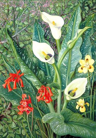 Four South African Plants