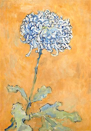 Chrysanthemum