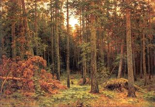 Pine Wood