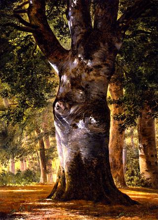 Trunk of a Beech Tree