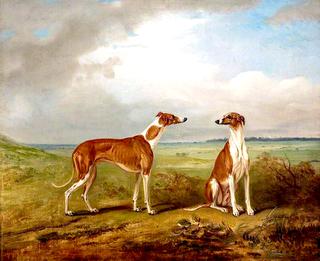 A Pair of Greyhounds