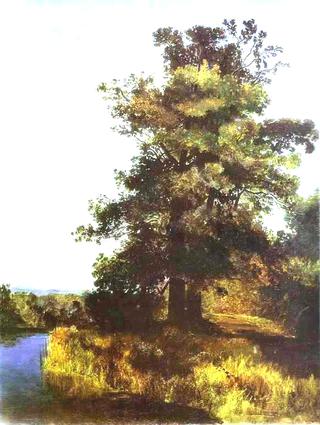 Oaks