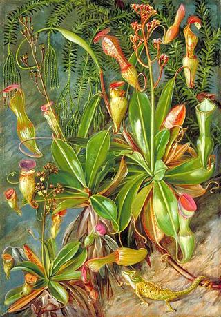 The Seychelles Pitcher Plant in Blossom and Chamaeleon