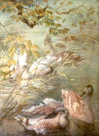 Swans and Cygnets