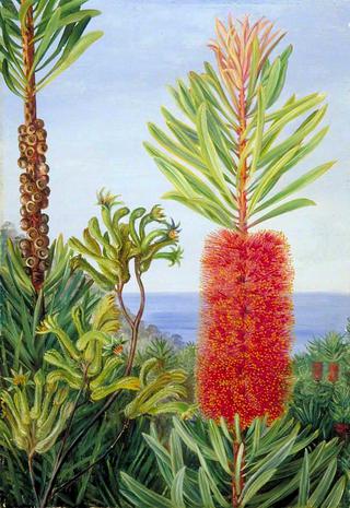 Flowers of a West Australian Shrub and Kangaroo Feet