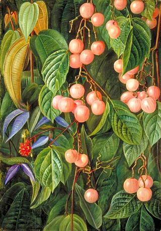 Plants of the Sarawak, Borneo