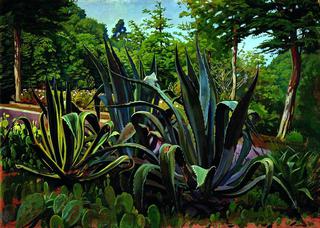 Agave