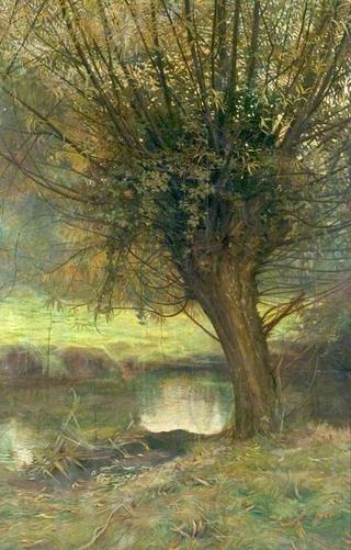 Willows and Weeds