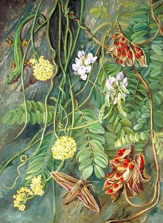 Two Trailing-Plants with a Lizard and a Moth from Ile Aride, Seychelles